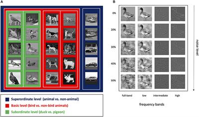 Object Categorization in Finer Levels Relies More on Higher Spatial Frequencies and Takes Longer